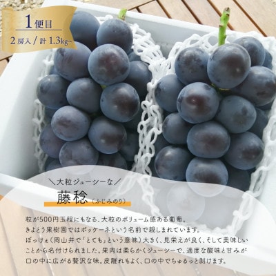 【発送月固定定期便】【きよとうファーム】大きな藤稔とシャインマスカットの満足2回便!全2回