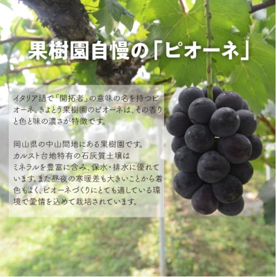 【発送月固定定期便】【きよとうファーム】ピオーネとシャインマスカット大2房の定期便(岡山県産)全2回