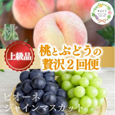 【発送月固定定期便】【きよとうファーム】桃とピオーネ&シャインマスカット贅沢2回便(岡山県産)全2回
