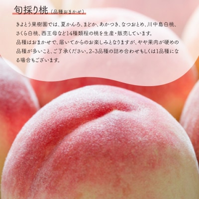 【発送月固定定期便】【きよとうファーム】桃とピオーネ&シャインマスカット贅沢2回便(岡山県産)全2回