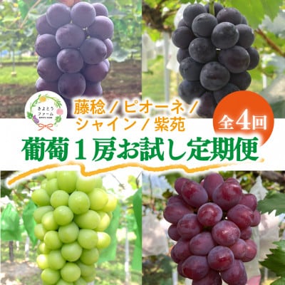【発送月固定定期便】【2026年先行予約】お試し4回便藤稔・ピオーネ・シャイン・紫苑 /岡山産全4回