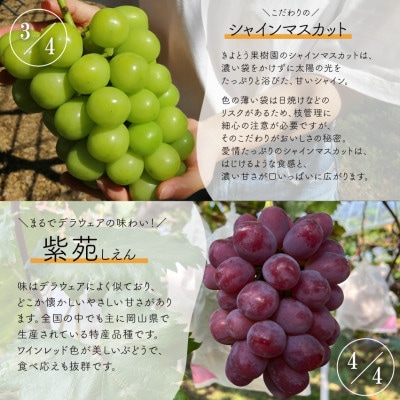 【発送月固定定期便】【2026年先行予約】お試し4回便藤稔・ピオーネ・シャイン・紫苑 /岡山産全4回