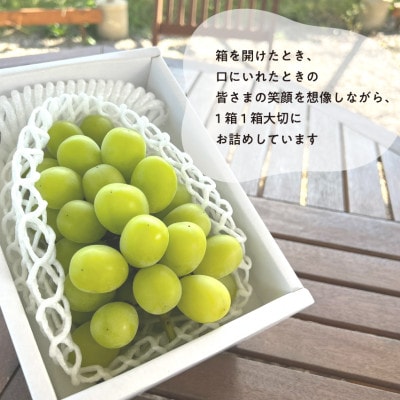 【発送月固定定期便】【2026年先行予約】お試し4回便藤稔・ピオーネ・シャイン・紫苑 /岡山産全4回