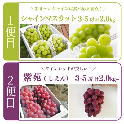 【発送月固定定期便】【2026年先行予約】シャインマスカットと紫苑の2回便(岡山県産)全2回