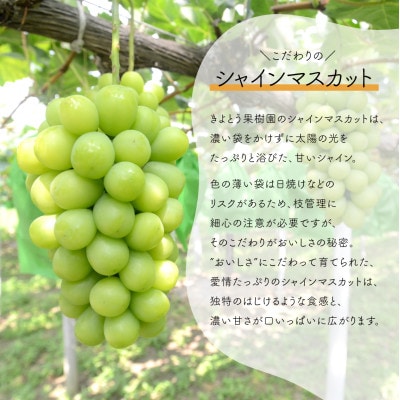 【発送月固定定期便】【2026年先行予約】シャインマスカットと紫苑の2回便(岡山県産)全2回