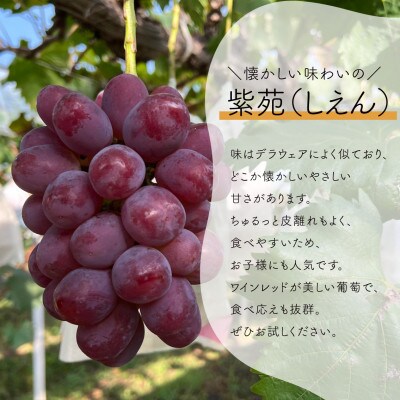 【発送月固定定期便】【2026年先行予約】シャインマスカットと紫苑の2回便(岡山県産)全2回