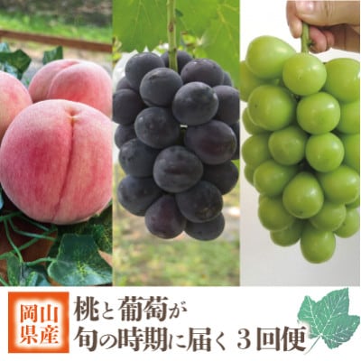 【発送月固定定期便】【2026年先行予約】旬採り桃とピオーネ、シャインマスカットが届く/岡山産全3回