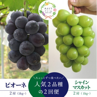 【発送月固定定期便】ピオーネとシャインマスカットお試し便 (岡山県産)全2回