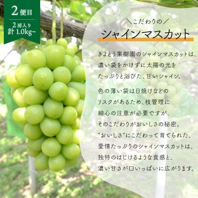 【発送月固定定期便】ピオーネとシャインマスカットお試し便 (岡山県産)全2回