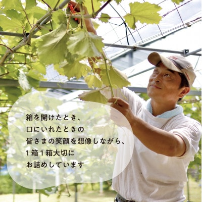 【発送月固定定期便】ピオーネとシャインマスカットお試し便 (岡山県産)全2回