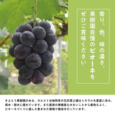 【発送月固定定期便】【2026年先行予約】桃、ピオーネ、シャインマスカットの満足便(岡山県産)全3回