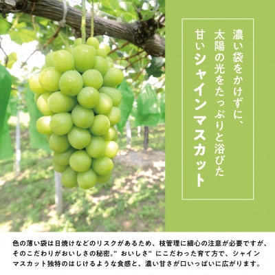 【発送月固定定期便】【2026年先行予約】桃、ピオーネ、シャインマスカットの満足便(岡山県産)全3回