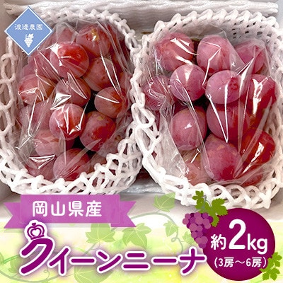 【先行予約 2026年発送】岡山県産　クイーンニーナ　3房～6房(合計約2kg)