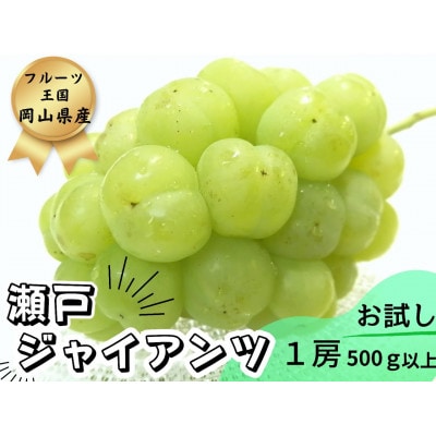 【2025年先行受付】お試し　朝採り新鮮!人気ぶどう瀬戸ジャイアンツ1房　500g以上