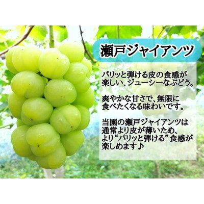 【2025年先行受付】お試し　朝採り新鮮!人気ぶどう瀬戸ジャイアンツ1房　500g以上