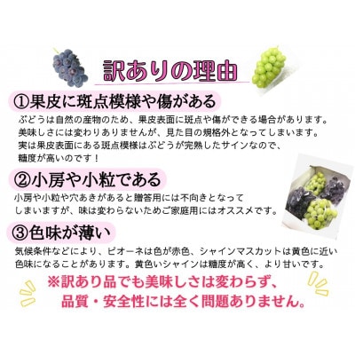 【2025年先行受付】お試し　朝採り新鮮!人気ぶどう瀬戸ジャイアンツ1房　500g以上