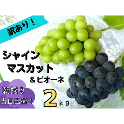 【2025年先行受付】訳あり岡山県産ぶどう詰合せ2kg(シャインマスカット+ピオーネ)