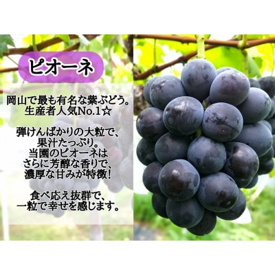 【2025年先行受付】お試し品フルーツ王国岡山の人気ぶどう　ピオーネ1房500g以上!