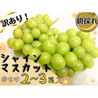 【2025年先行受付】お試しフルーツ王国岡山シャインマスカット1.2kg以上!　朝採れぶどう2～3房