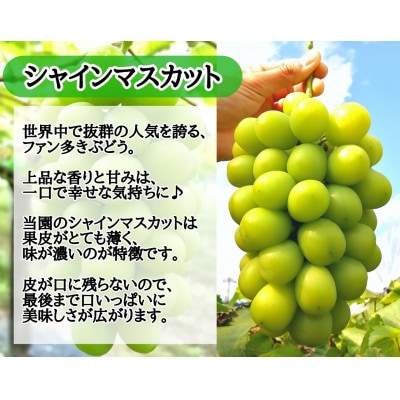 【2025年先行受付】お試しフルーツ王国岡山シャインマスカット1.2kg以上!　朝採れぶどう2～3房