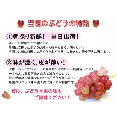 【2025年先行受付】お試しフルーツ王国岡山シャインマスカット2kg!　朝採れぶどう3～5房
