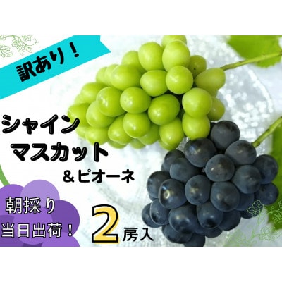【2025年先行受付】訳あり岡山県産ぶどう詰合せ　1.2kg(シャインマスカット+ピオーネ)