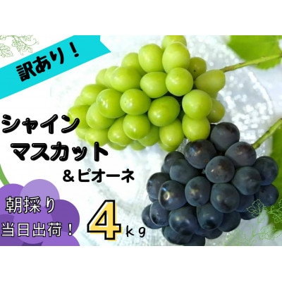 【2025年先行受付】訳あり岡山県産ぶどう詰合せ　4kg(シャインマスカット+ピオーネ)