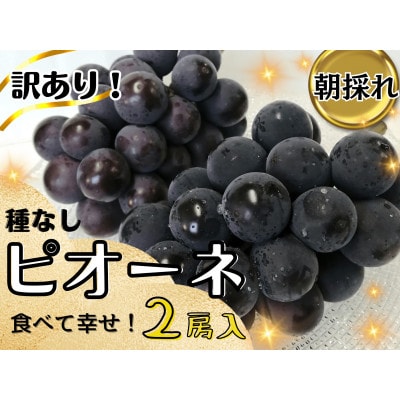 【2025年先行受付】訳あり岡山県産ピオーネ1.2kg