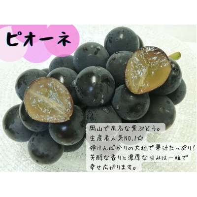 【2025年先行受付】訳あり岡山県産ピオーネ1.2kg