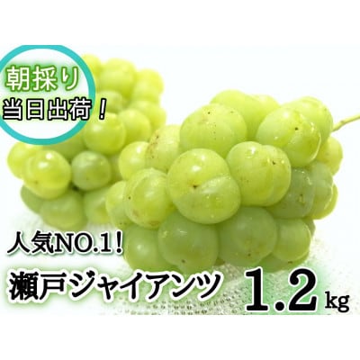 【産地直送】フルーツ王国岡山　朝採り新鮮!人気ぶどう瀬戸ジャイアンツ1.2kg(2～3房)