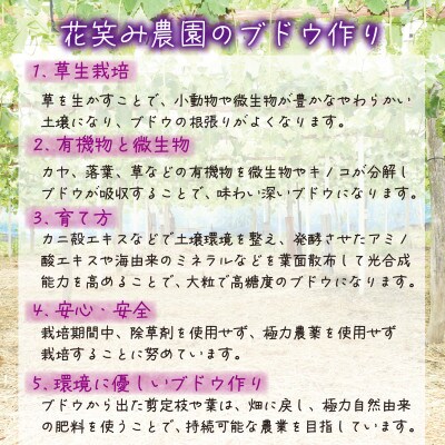 岡山　花笑み農園の『ニューピオーネ』2kg(3～5房)優品　P-2優【2025年9月～順次発送】
