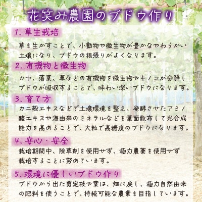 岡山　花笑み農園の『BKシードレス』2kg(3～5房)優品　B-2優【2025年9月中旬～順次発送】