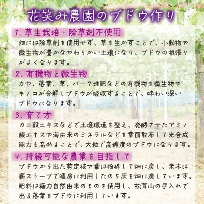 【2026年先行受付】岡山　花笑み農園の『BKシードレス』優品　約2kg(3～5房)　B-2優
