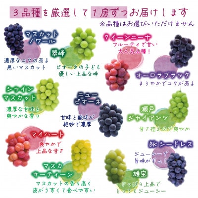 岡山　花笑み農園のブドウ『10月おすすめ3種セット』(3房)贈答用　3M-2L上【10月～順次発送】