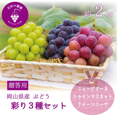 岡山　花笑み農園『彩り3種セット』(シャイン、クイーンニーナ、ピオーネ)(3房)　贈答用　3M-2上