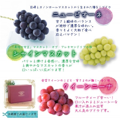 岡山　花笑み農園『彩り3種セット』(シャイン、クイーンニーナ、ピオーネ)(3房)　贈答用　3M-2上