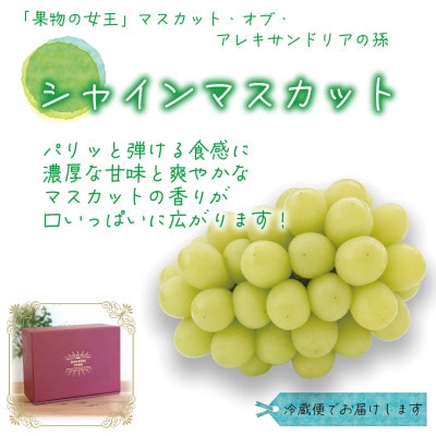 岡山　花笑み農園の『食べ比べ4種セット』シャイン入り(4房)贈答用　4M-2上【9月中旬～順次発送】