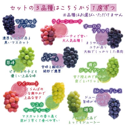 岡山　花笑み農園の『食べ比べ4種セット』シャイン入り(4房)贈答用　4M-2上【9月中旬～順次発送】