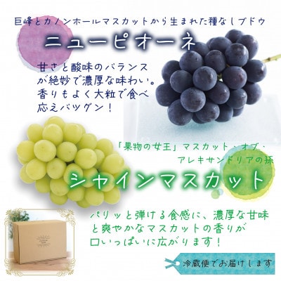 岡山　花笑み農園『ニューピオーネ&シャインマスカット』家庭用　約2kg　PS-2　9月中旬～順次発送