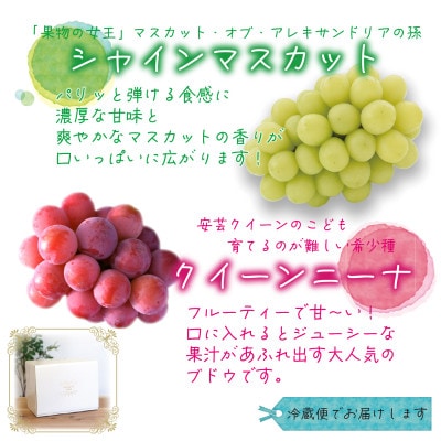 岡山　花笑み農園の『クイーンニーナ&シャインマスカット』1kg　QS-1　【9月中旬～順次発送】