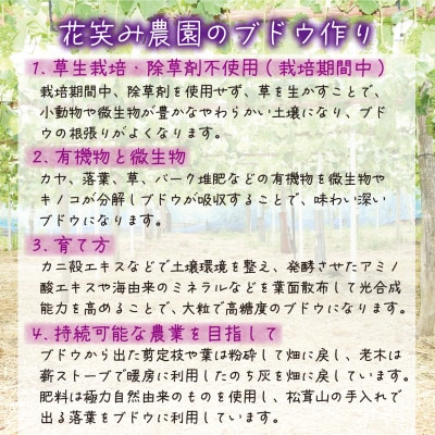 岡山　花笑み農園の『ニューピオーネ』1kg (2房)　P-1