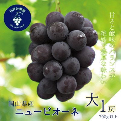 岡山　花笑み農園の『ニューピオーネ』700g以上(大1房)　P-大1【9月上旬～順次発送】