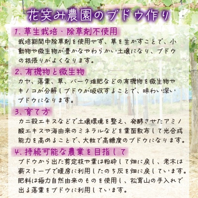 【2026年先行受付】岡山　花笑み農園の『オーロラブラック&シャインマスカット』1kg(2房)AS