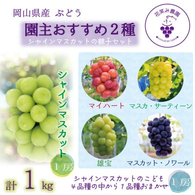 岡山　花笑み農園『園主おすすめぶどう2種セット』～シャインの親子セット～　2M-1SR　9月中下旬～