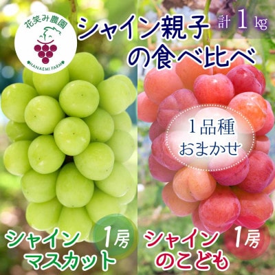 岡山　花笑み農園のブドウ『園主おすすめシャイン親子セット』1kg(2房)　2M-1SR