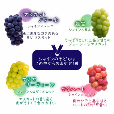 岡山　花笑み農園のブドウ『園主おすすめシャイン親子セット』1kg(2房)　2M-1SR