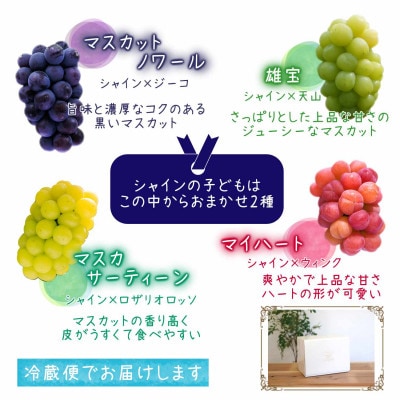 岡山　花笑み農園『園主おすすめレアぶどう2種セット』～シャインの子供たち～　2M-1R　9月中下旬～