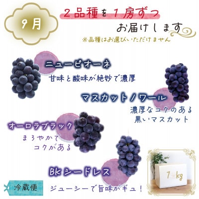 【発送月固定定期便】岡山　花笑み農園のブドウ食べ比べ　全4種全2回