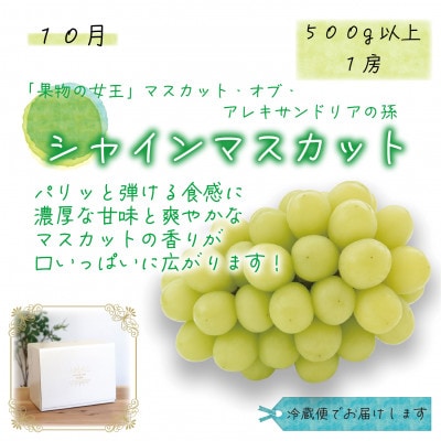【発送月固定定期便】岡山　花笑み農園のピオーネ&シャインお試し便(各1房・500g以上)全2回
