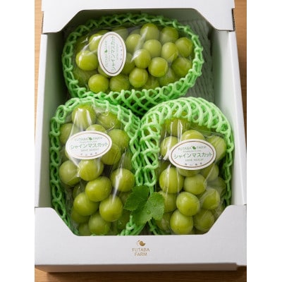 【2026年先行受付】岡山のぶどう(シャインマスカット)2kg(3～5房)